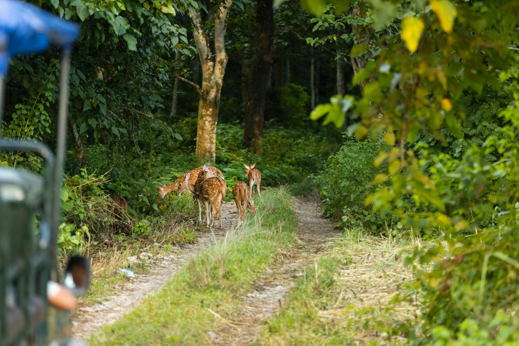 Hotel Parkside & Swimming Pool-Between Greenery And Azure ,Your Perfect Retreat Chitwan Exteriör bild