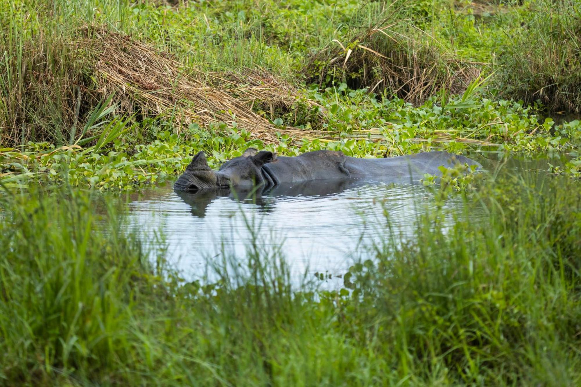 Hotel Parkside & Swimming Pool-Between Greenery And Azure ,Your Perfect Retreat Chitwan Exteriör bild